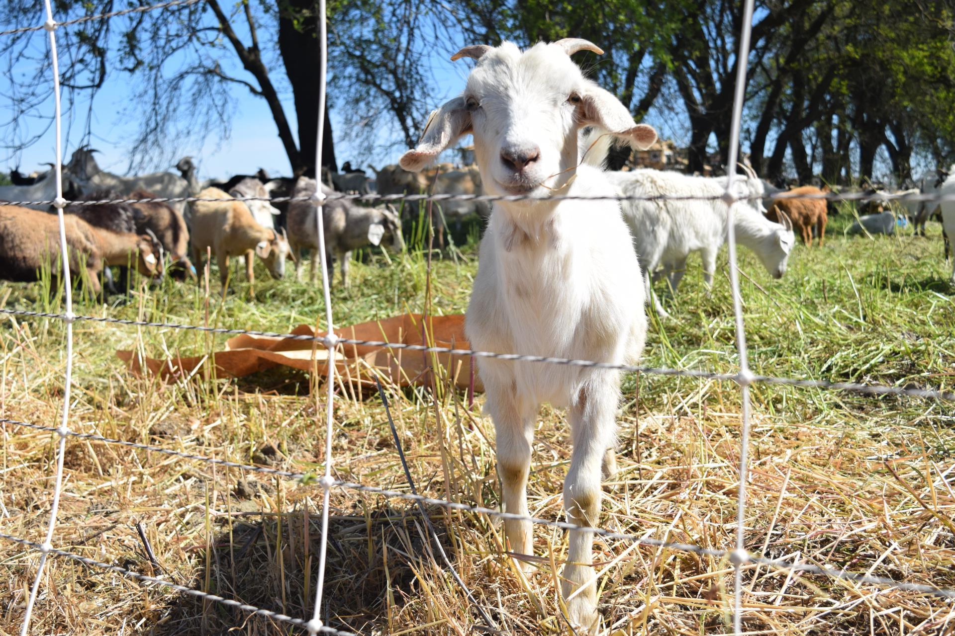 white goat at heritage oaks site eats grass